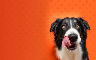 How To Change Your Dog's Food