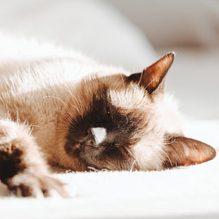 Top 5 Nutritional Mistakes Cat Owners Make And How To Avoid Them