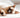 Struvite And Urinary Health In Cats: How Diet And Water Intake Work Together