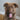 The Best Food to Support Your Dog’s Coat and Skin Health
