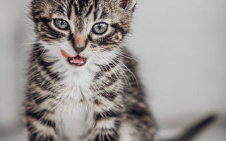 What Is The Best Food For Kittens?