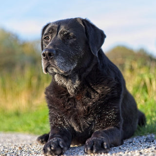Senior Labrador sat outside