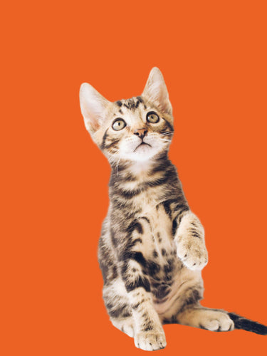 Tabby kitten on orange background