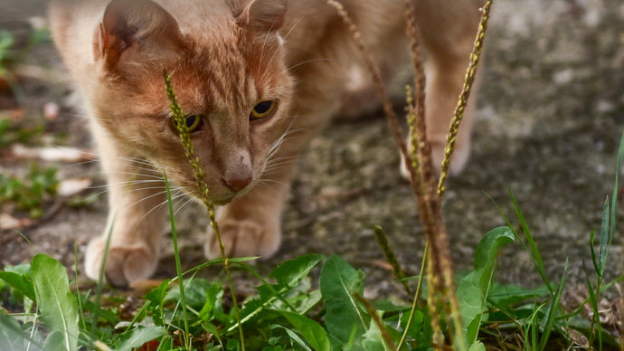 Orange tabby cat hunting outside